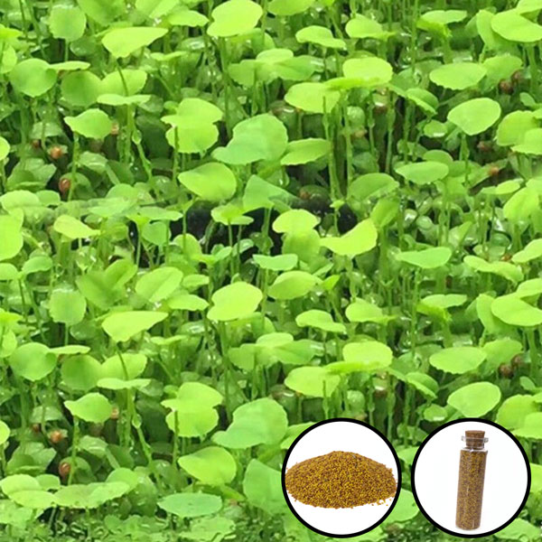 Aquarium seeds love leaf grass 15ml-KR120152