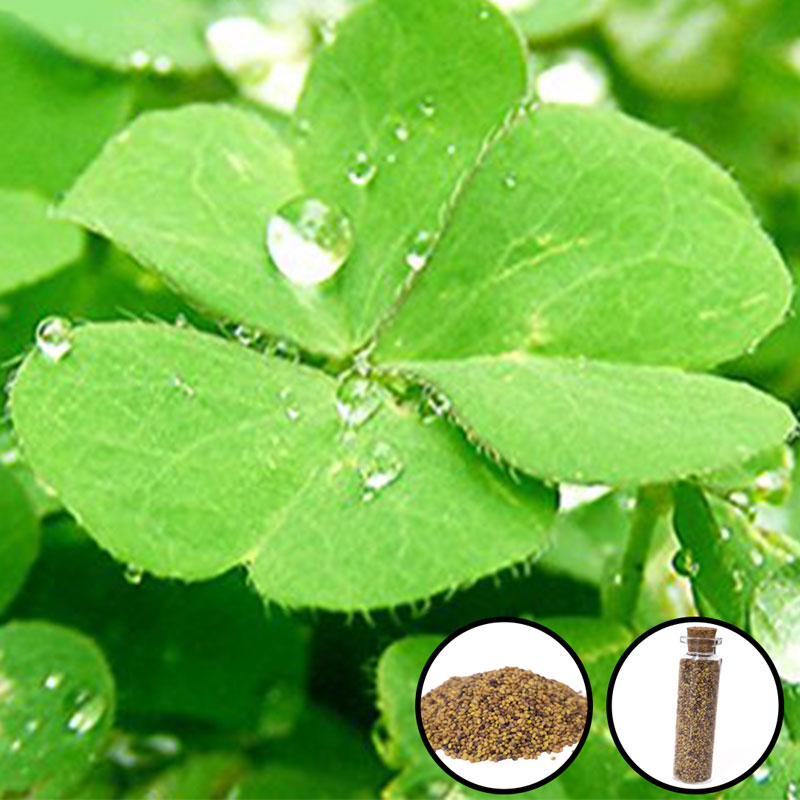 Aquarium seeds lucky leaf grass 15ml-KR120153